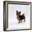 Yorkshire Terrier Puppy Standing Up-Jane Burton-Framed Photographic Print