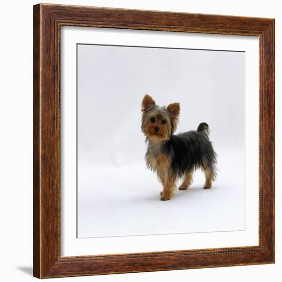 Yorkshire Terrier Puppy Standing Up-Jane Burton-Framed Photographic Print