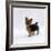 Yorkshire Terrier Puppy Standing Up-Jane Burton-Framed Photographic Print