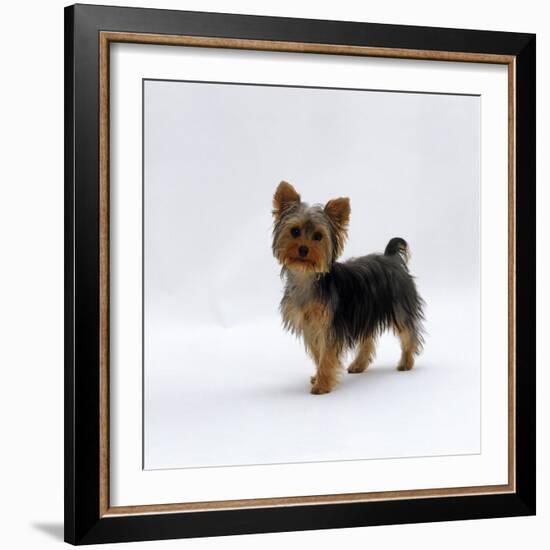 Yorkshire Terrier Puppy Standing Up-Jane Burton-Framed Photographic Print