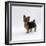 Yorkshire Terrier Puppy Standing Up-Jane Burton-Framed Photographic Print