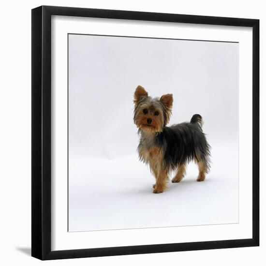 Yorkshire Terrier Puppy Standing Up-Jane Burton-Framed Photographic Print