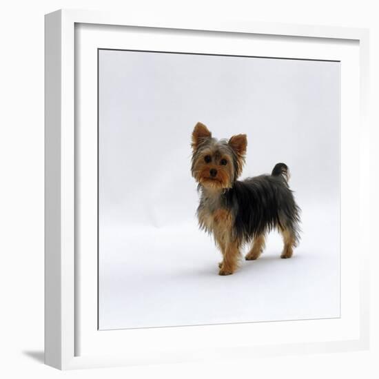 Yorkshire Terrier Puppy Standing Up-Jane Burton-Framed Photographic Print