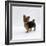 Yorkshire Terrier Puppy Standing Up-Jane Burton-Framed Photographic Print