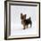 Yorkshire Terrier Puppy Standing Up-Jane Burton-Framed Photographic Print