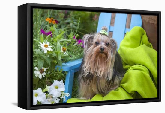 Yorkshire Terrier sitting on blue chair with green fabric-Zandria Muench Beraldo-Framed Premier Image Canvas