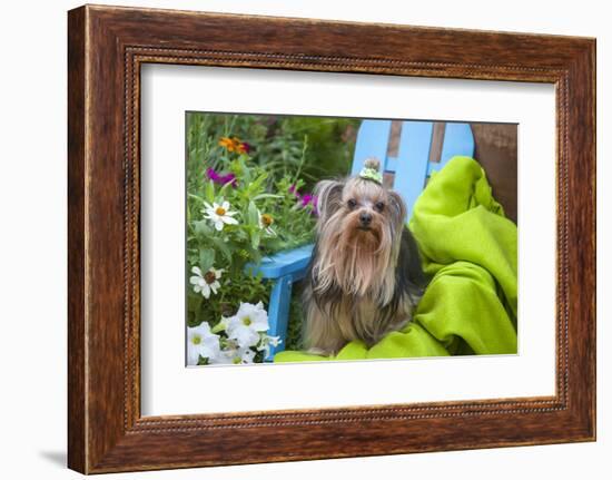 Yorkshire Terrier sitting on blue chair with green fabric-Zandria Muench Beraldo-Framed Photographic Print