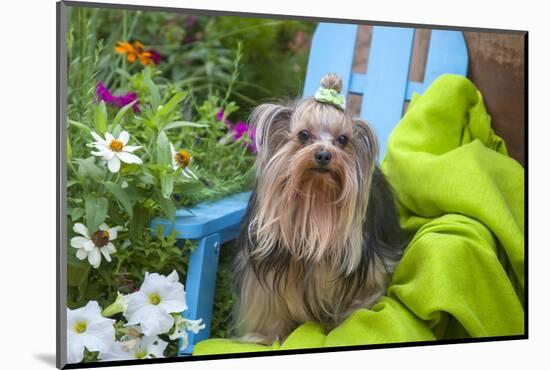 Yorkshire Terrier sitting on blue chair with green fabric-Zandria Muench Beraldo-Mounted Photographic Print