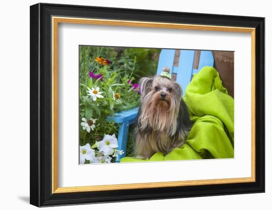 Yorkshire Terrier sitting on blue chair with green fabric-Zandria Muench Beraldo-Framed Photographic Print