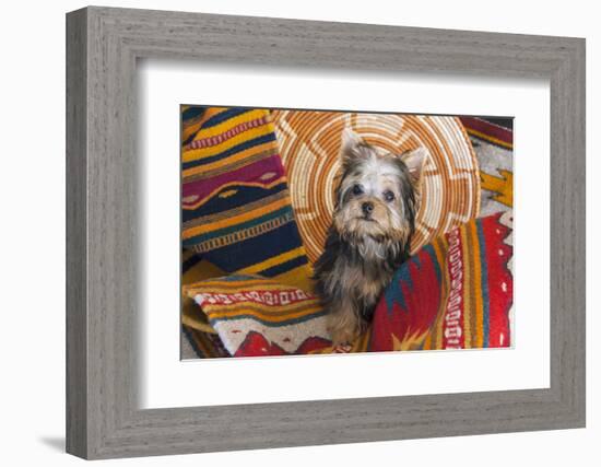 Yorkshire Terrier sitting on Southwestern blankets-Zandria Muench Beraldo-Framed Photographic Print