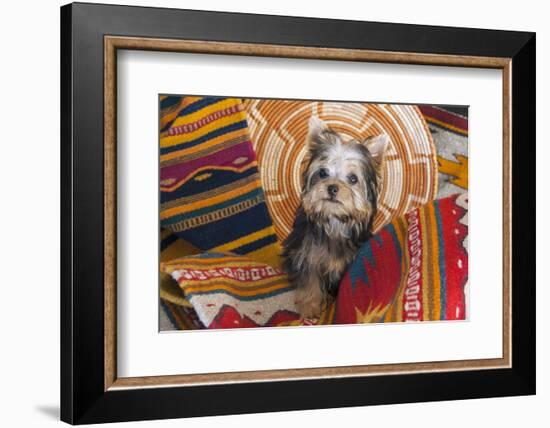 Yorkshire Terrier sitting on Southwestern blankets-Zandria Muench Beraldo-Framed Photographic Print