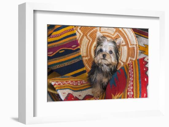 Yorkshire Terrier sitting on Southwestern blankets-Zandria Muench Beraldo-Framed Photographic Print