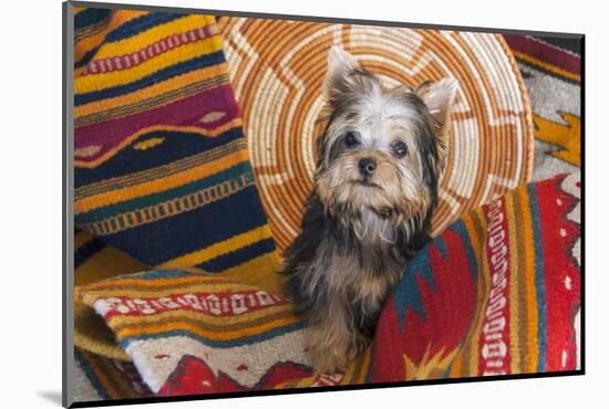 Yorkshire Terrier sitting on Southwestern blankets-Zandria Muench Beraldo-Mounted Photographic Print