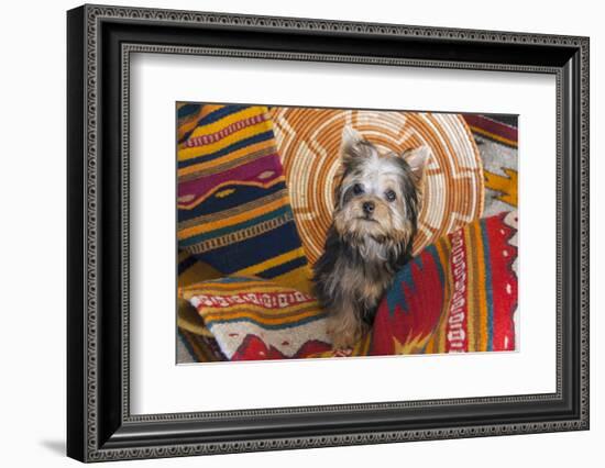 Yorkshire Terrier sitting on Southwestern blankets-Zandria Muench Beraldo-Framed Photographic Print