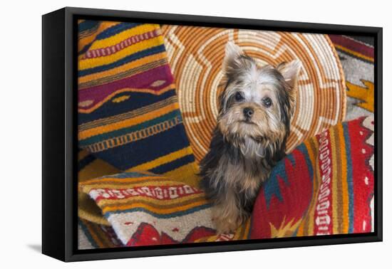 Yorkshire Terrier sitting on Southwestern blankets-Zandria Muench Beraldo-Framed Premier Image Canvas