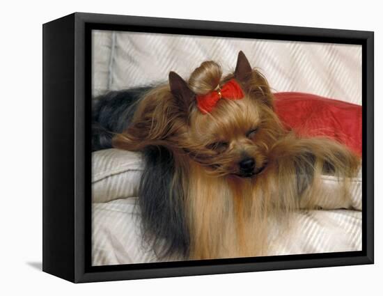 Yorkshire Terrier Sleeping on Cushion-Adriano Bacchella-Framed Premier Image Canvas