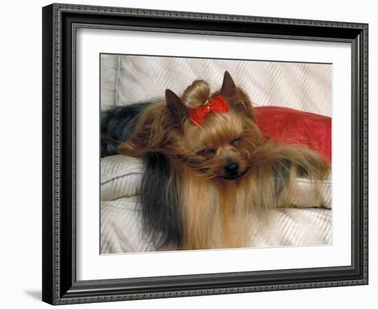 Yorkshire Terrier Sleeping on Cushion-Adriano Bacchella-Framed Photographic Print