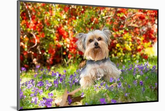 Yorkshire terrier standing among spring flowers-Lynn M. Stone-Mounted Photographic Print