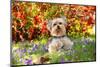 Yorkshire terrier standing among spring flowers-Lynn M. Stone-Mounted Photographic Print