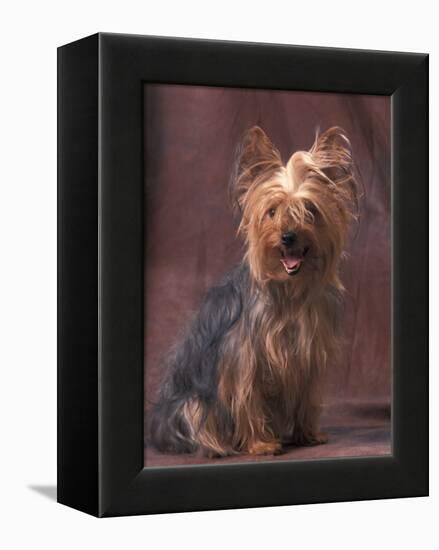 Yorkshire Terrier Studio Portrait-Adriano Bacchella-Framed Premier Image Canvas
