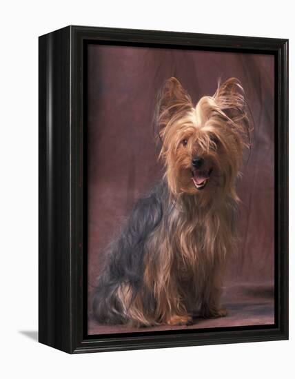 Yorkshire Terrier Studio Portrait-Adriano Bacchella-Framed Premier Image Canvas