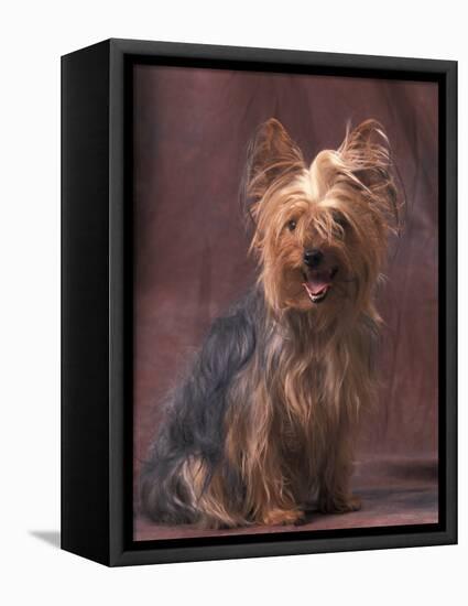 Yorkshire Terrier Studio Portrait-Adriano Bacchella-Framed Premier Image Canvas