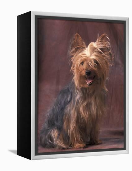 Yorkshire Terrier Studio Portrait-Adriano Bacchella-Framed Premier Image Canvas