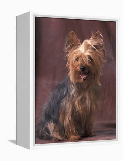 Yorkshire Terrier Studio Portrait-Adriano Bacchella-Framed Premier Image Canvas