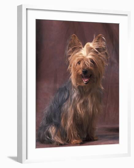 Yorkshire Terrier Studio Portrait-Adriano Bacchella-Framed Photographic Print