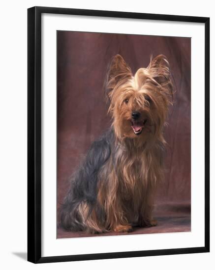 Yorkshire Terrier Studio Portrait-Adriano Bacchella-Framed Photographic Print