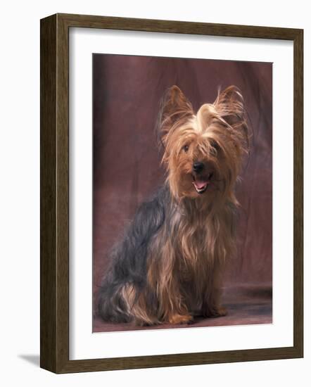 Yorkshire Terrier Studio Portrait-Adriano Bacchella-Framed Photographic Print