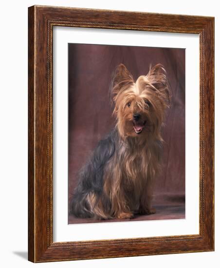 Yorkshire Terrier Studio Portrait-Adriano Bacchella-Framed Photographic Print