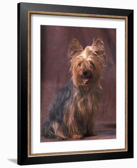 Yorkshire Terrier Studio Portrait-Adriano Bacchella-Framed Photographic Print