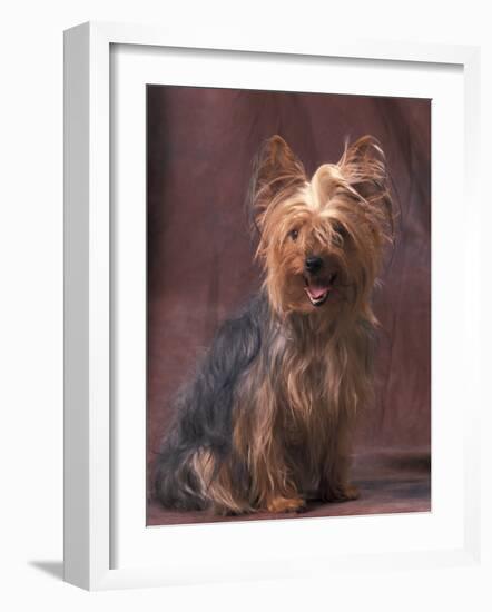 Yorkshire Terrier Studio Portrait-Adriano Bacchella-Framed Photographic Print