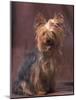 Yorkshire Terrier Studio Portrait-Adriano Bacchella-Mounted Photographic Print