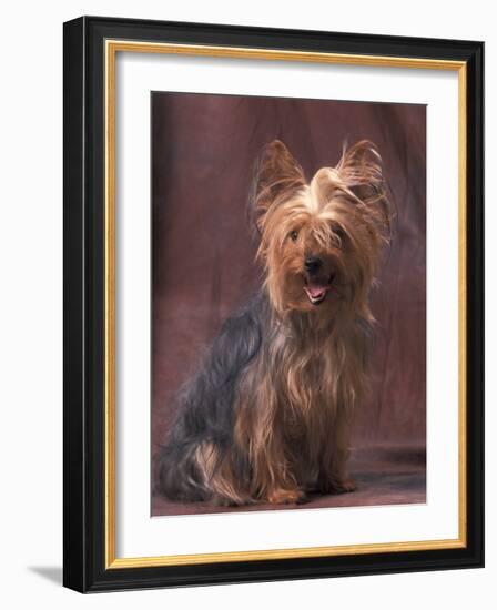 Yorkshire Terrier Studio Portrait-Adriano Bacchella-Framed Photographic Print