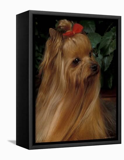 Yorkshire Terrier with Hair Tied up and Long Hair-Adriano Bacchella-Framed Premier Image Canvas