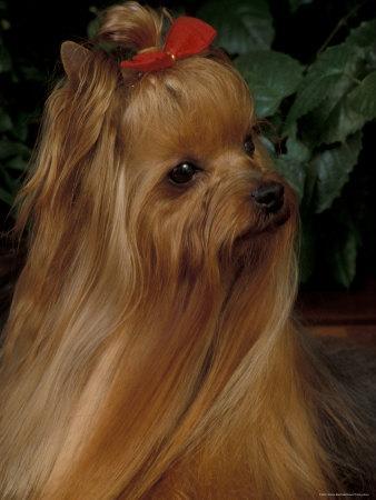 Yorkshire Terrier with Hair Tied up and Long Hair' Photographic Print -  Adriano Bacchella | Art.com