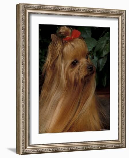 Yorkshire Terrier with Hair Tied up and Long Hair-Adriano Bacchella-Framed Photographic Print