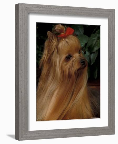 Yorkshire Terrier with Hair Tied up and Long Hair-Adriano Bacchella-Framed Photographic Print