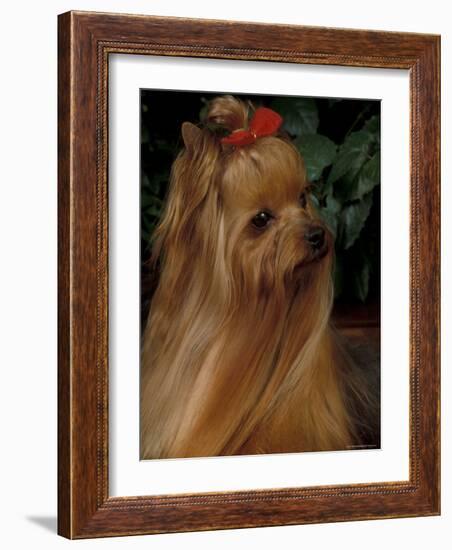 Yorkshire Terrier with Hair Tied up and Long Hair-Adriano Bacchella-Framed Photographic Print