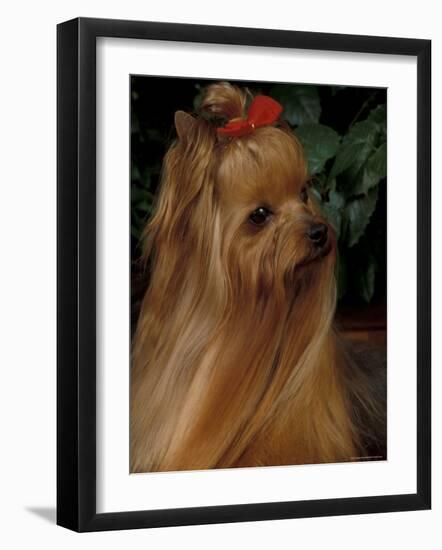 Yorkshire Terrier with Hair Tied up and Long Hair-Adriano Bacchella-Framed Photographic Print