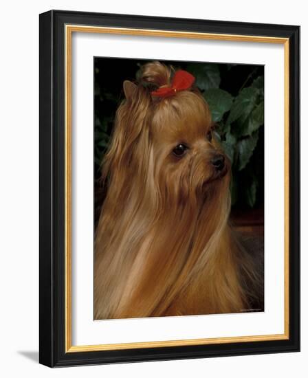 Yorkshire Terrier with Hair Tied up and Long Hair-Adriano Bacchella-Framed Photographic Print