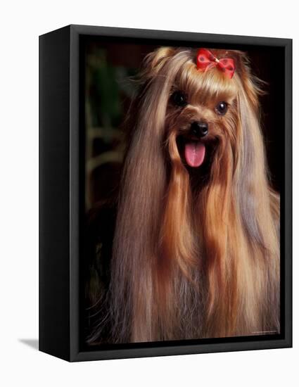 Yorkshire Terrier with Hair Tied up and Panting-Adriano Bacchella-Framed Premier Image Canvas