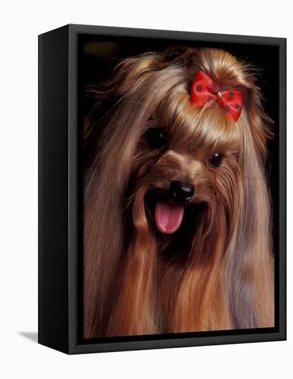 Yorkshire Terrier with Hair Tied up and Panting-Adriano Bacchella-Framed Premier Image Canvas