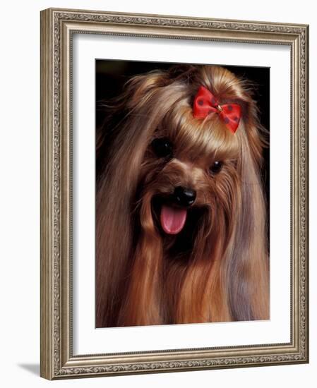 Yorkshire Terrier with Hair Tied up and Panting-Adriano Bacchella-Framed Photographic Print