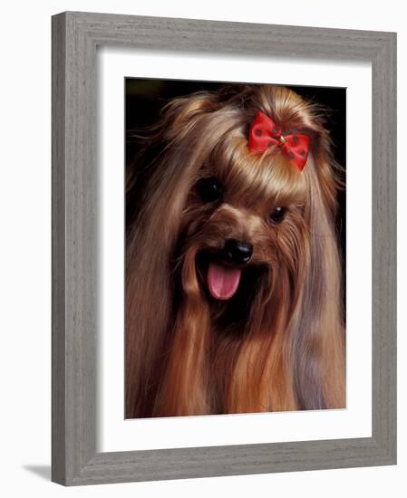 Yorkshire Terrier with Hair Tied up and Panting-Adriano Bacchella-Framed Photographic Print