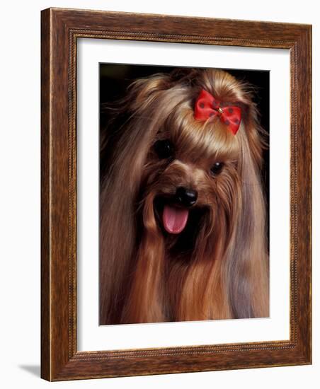 Yorkshire Terrier with Hair Tied up and Panting-Adriano Bacchella-Framed Photographic Print