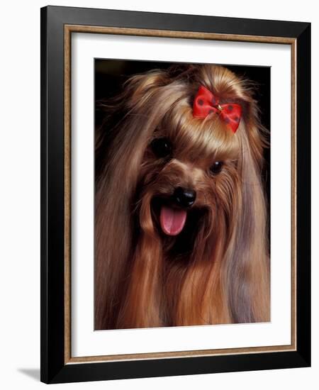 Yorkshire Terrier with Hair Tied up and Panting-Adriano Bacchella-Framed Photographic Print