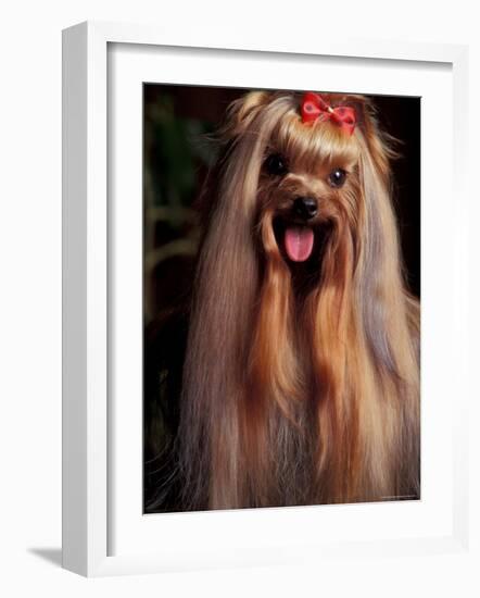 Yorkshire Terrier with Hair Tied up and Panting-Adriano Bacchella-Framed Photographic Print